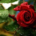  O Euro não nasce em Flor!