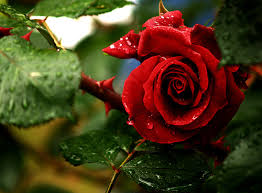 O Euro não nasce em Flor!